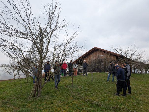 Baumschnittkurse